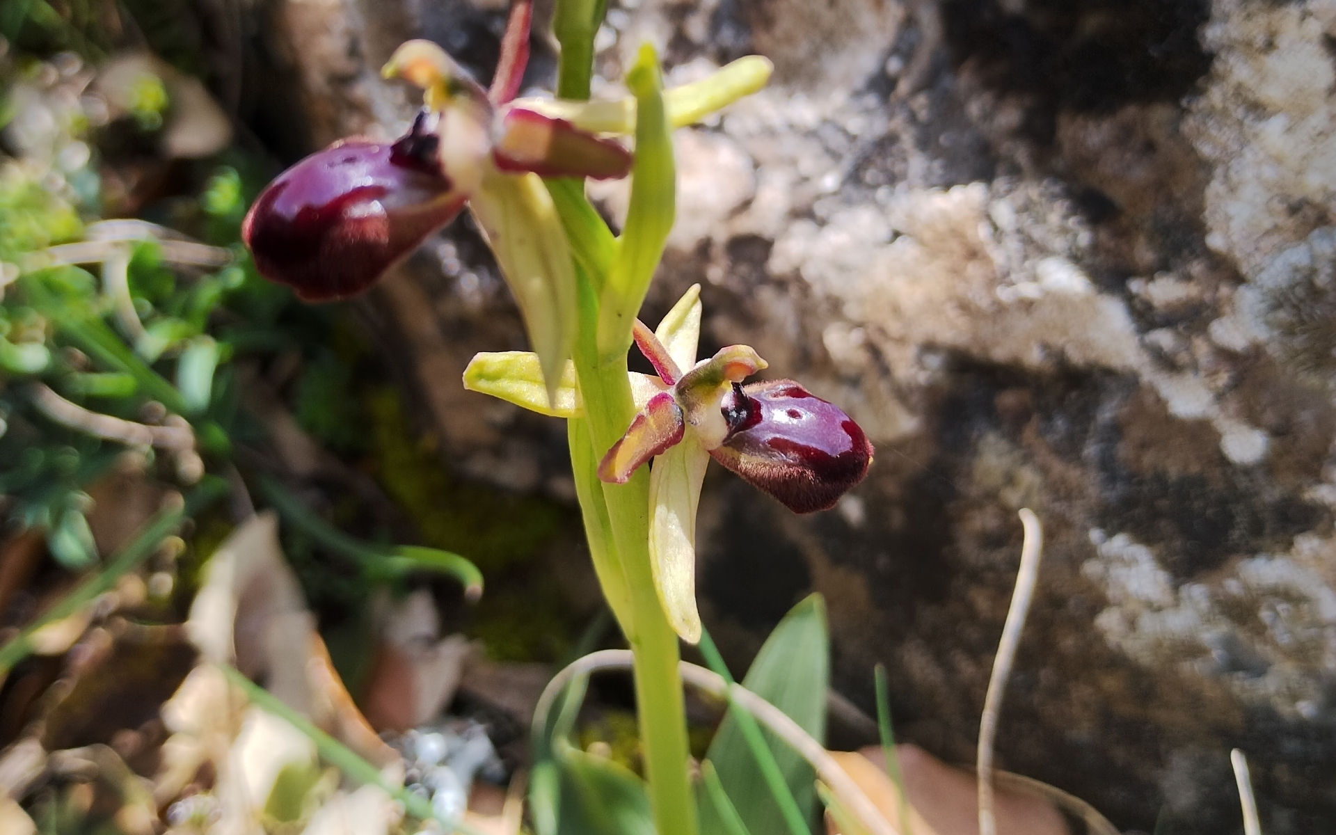 Safari Corazón Verde — foto 41