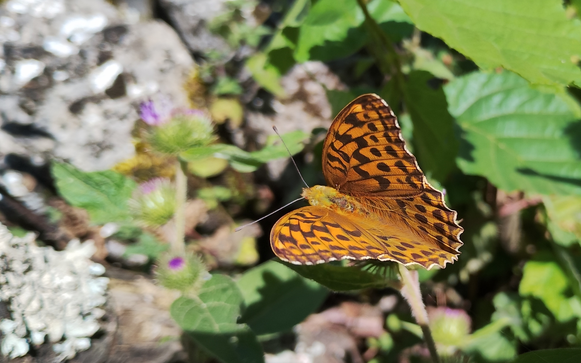 Safari Corazón Verde — foto 44