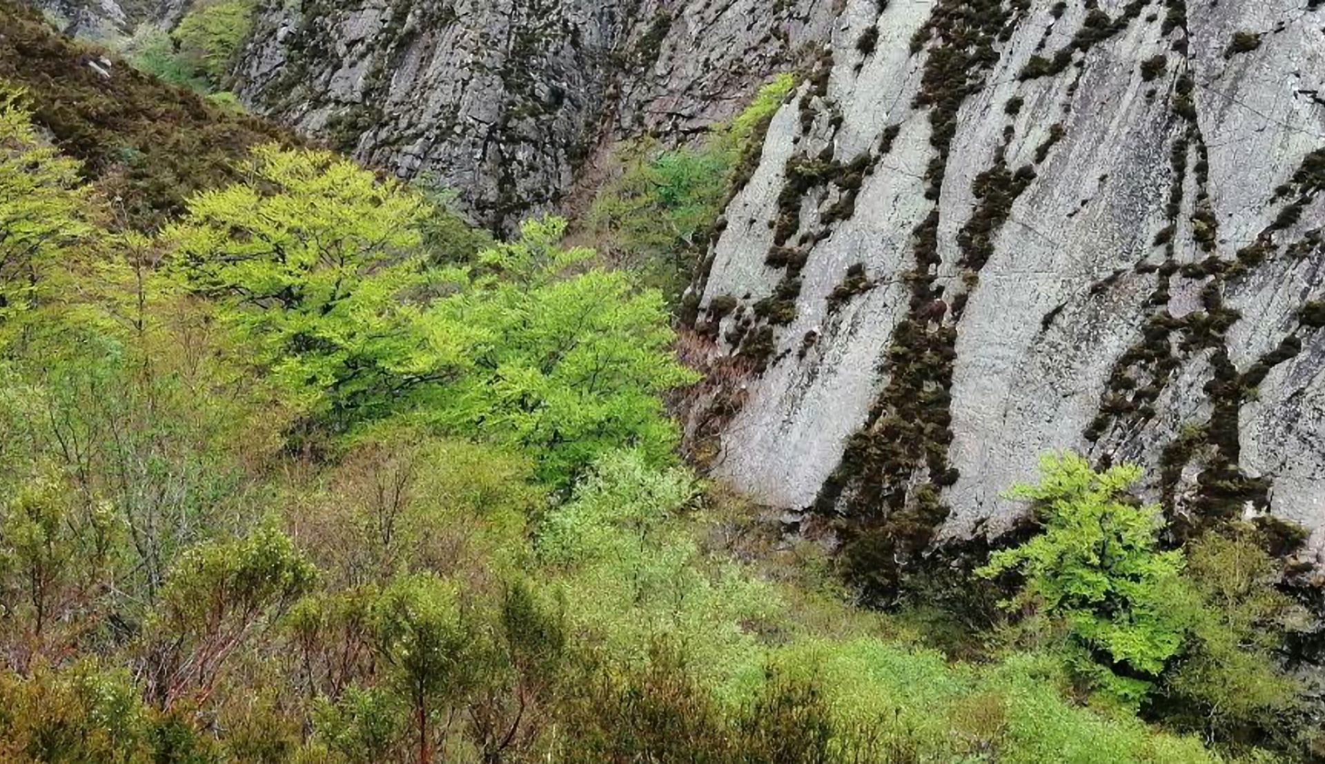 Safari Corazón Verde — foto 46