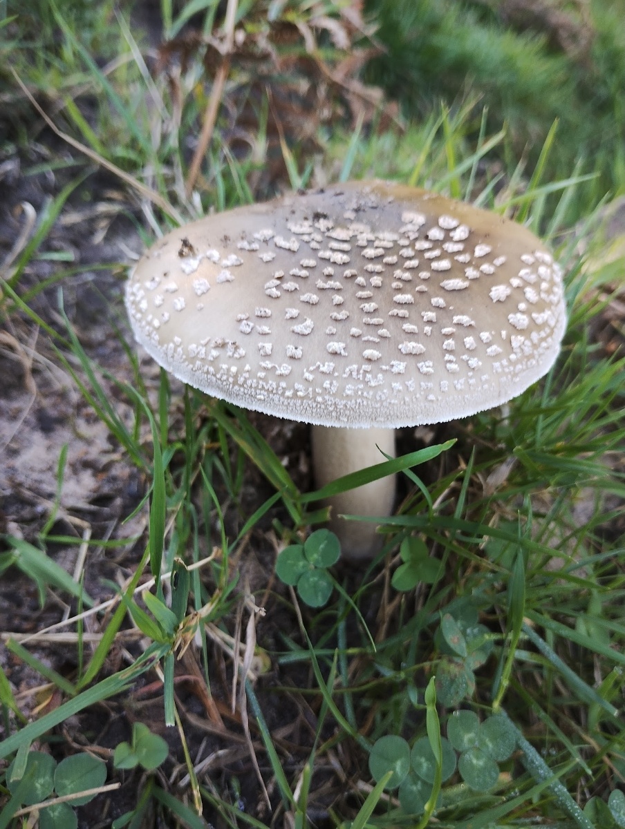 Safari Corazón Verde — foto 47